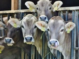 © vegan.at Sind Tierprodukte weniger klimaschädlich als gedacht? Umweltmythen im Faktencheck