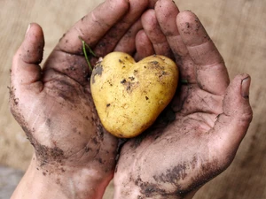 © vegan.at 11 Milliarden - Die weltweiten Folgen unserer Gier nach Fleisch