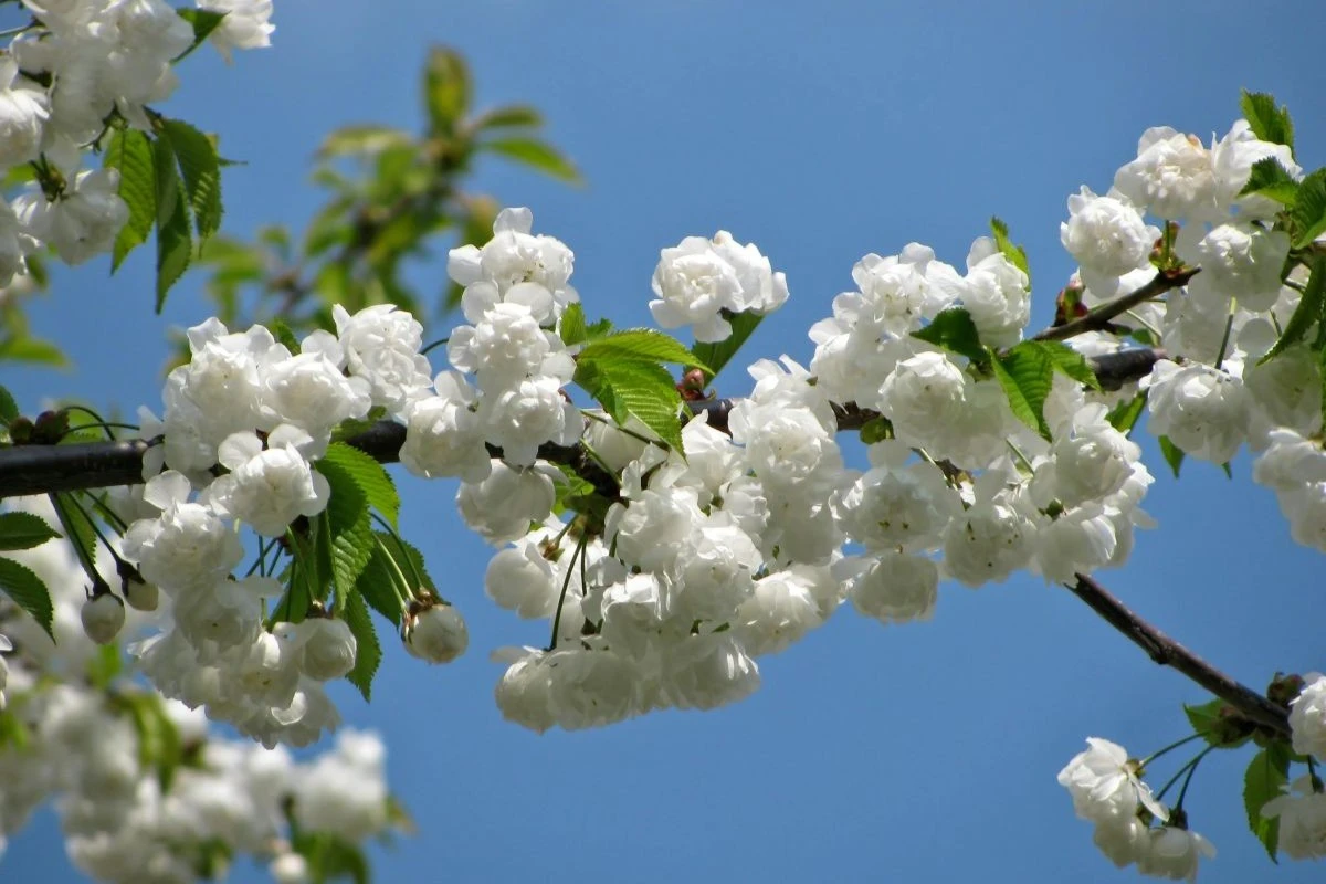 weiß blühende Obstbaumzweige
